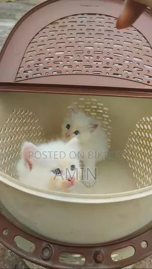 1-3 Months Female Mixed Breed Persian