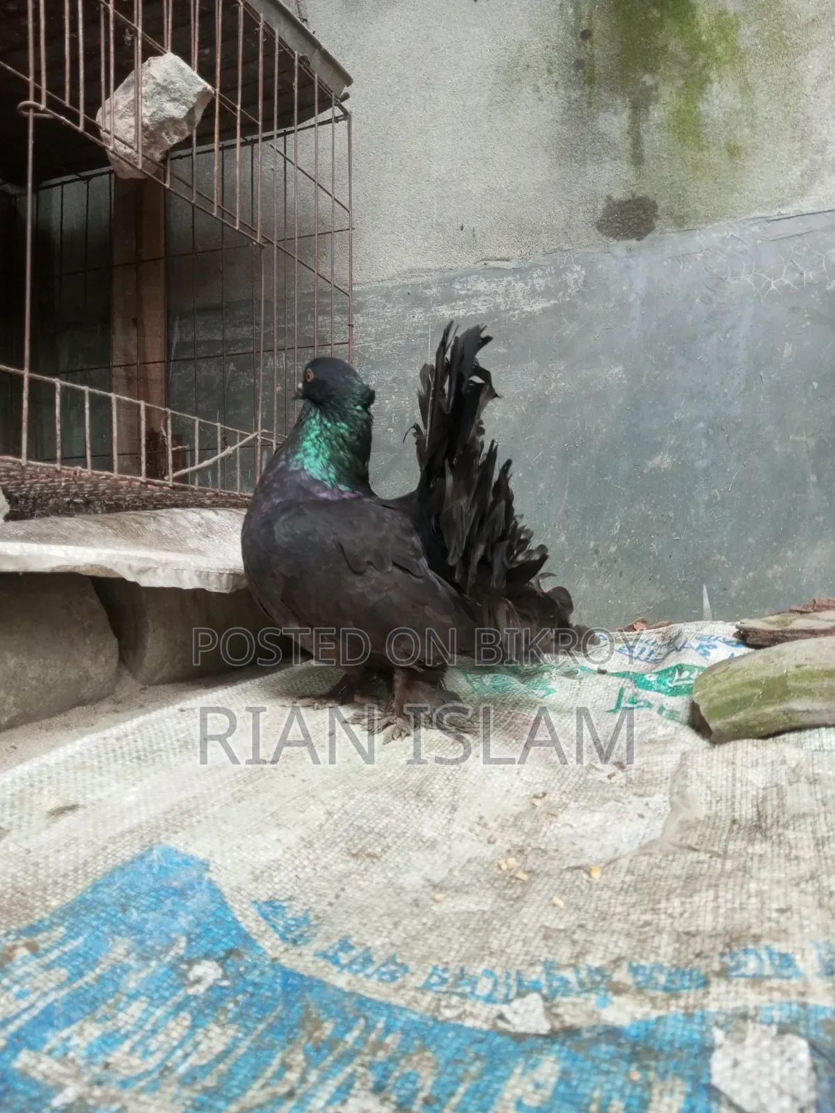 রানিং ব্ল্যাক লাক্ষ্না