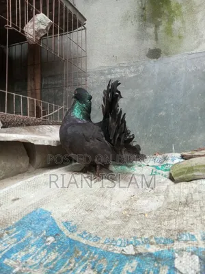 রানিং ব্ল্যাক লাক্ষ্না