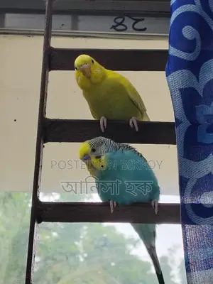 Budgerigar birds for sale (4 pcs)