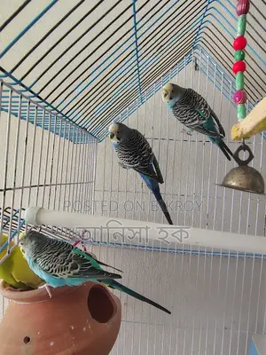 বাজরিগার পাখি বিক্রয় (৪ টি)