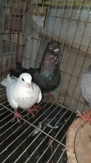 Pigeon for Sell