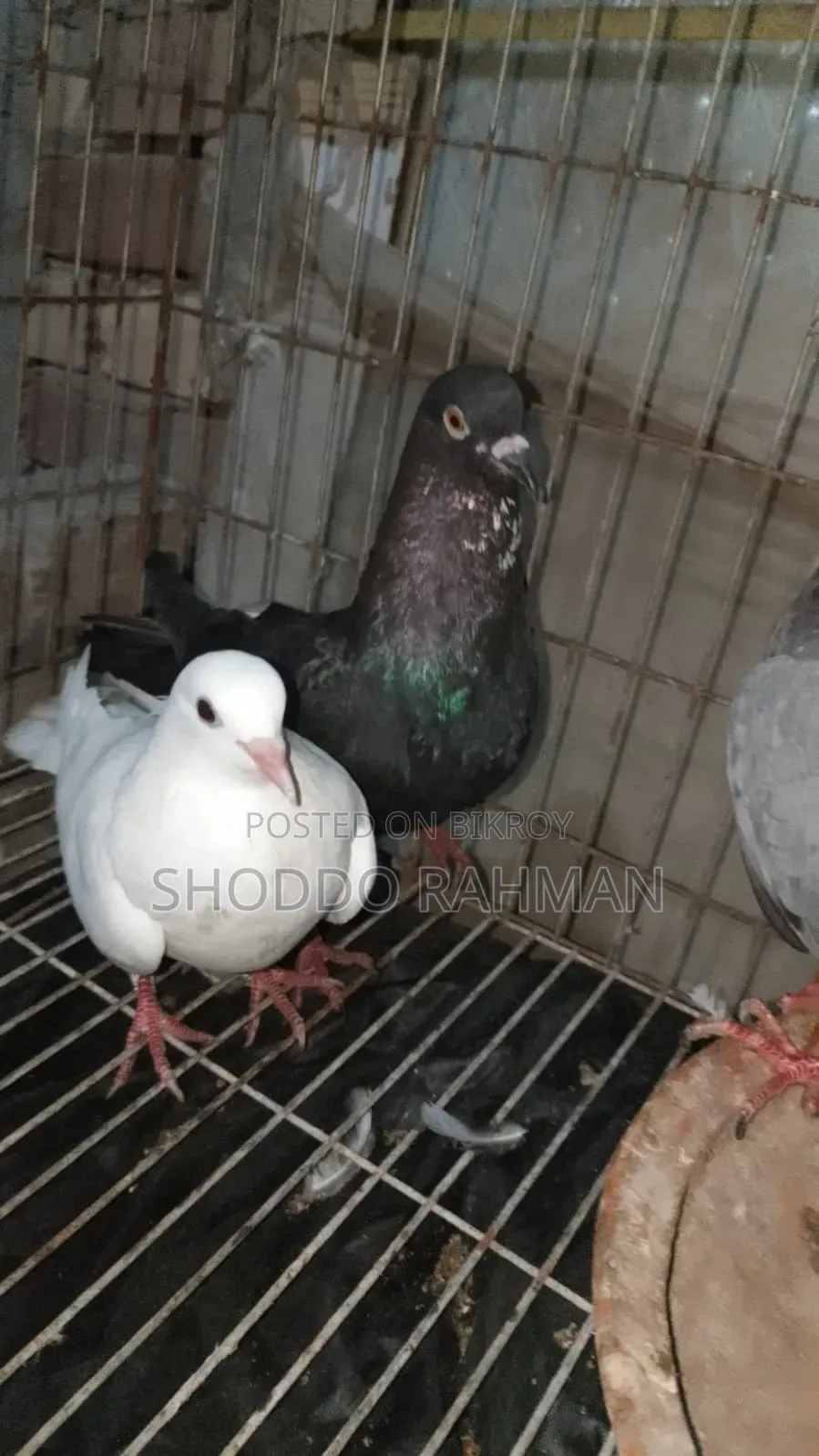 Pigeon for Sale