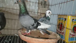 Pigeon for Sale