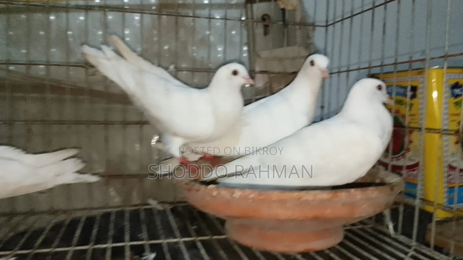 Pigeon for Sale