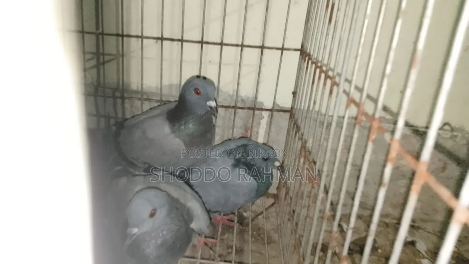 Pigeon for Sale