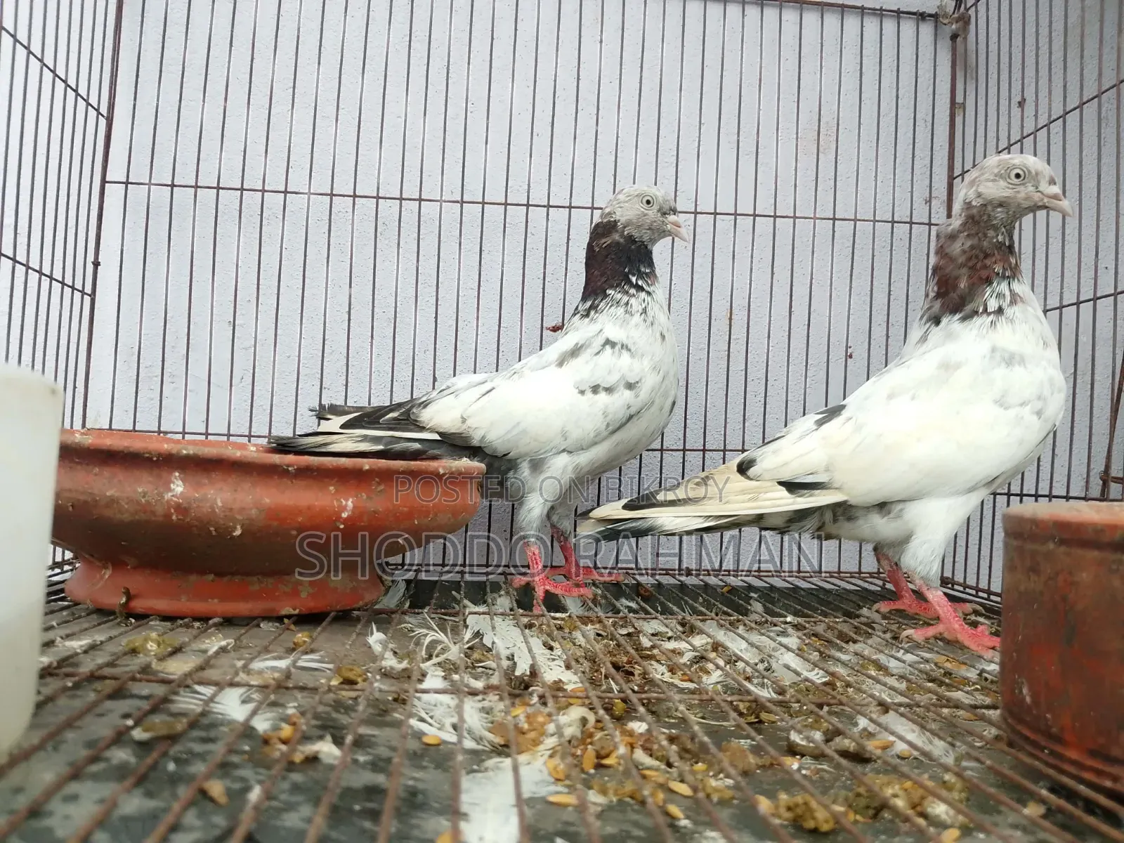Pigeon for Sale