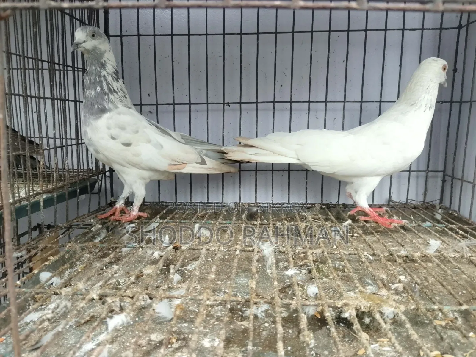 Pigeon for Sale