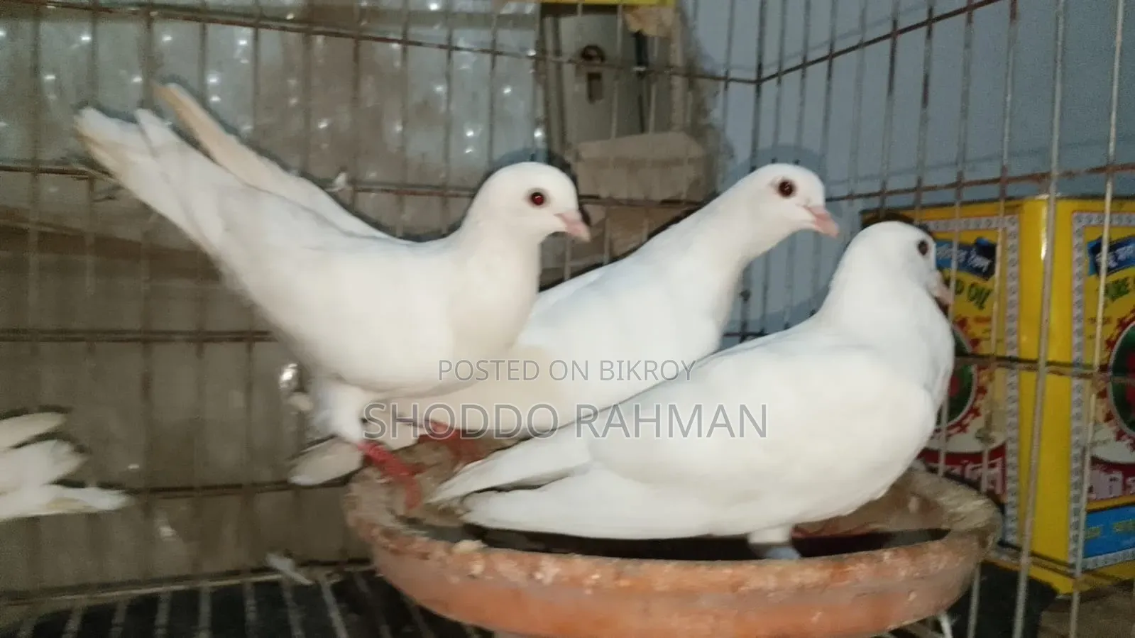 Pigeon for Sale