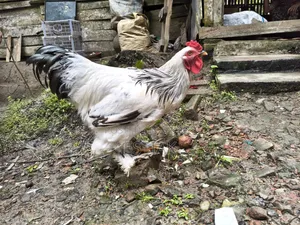 Brahma Chicken