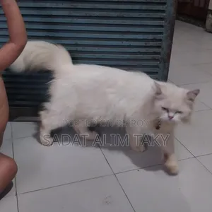 ১+ বছরের স্ত্রী বিশুদ্ধ পার্সিয়ান বিড়াল