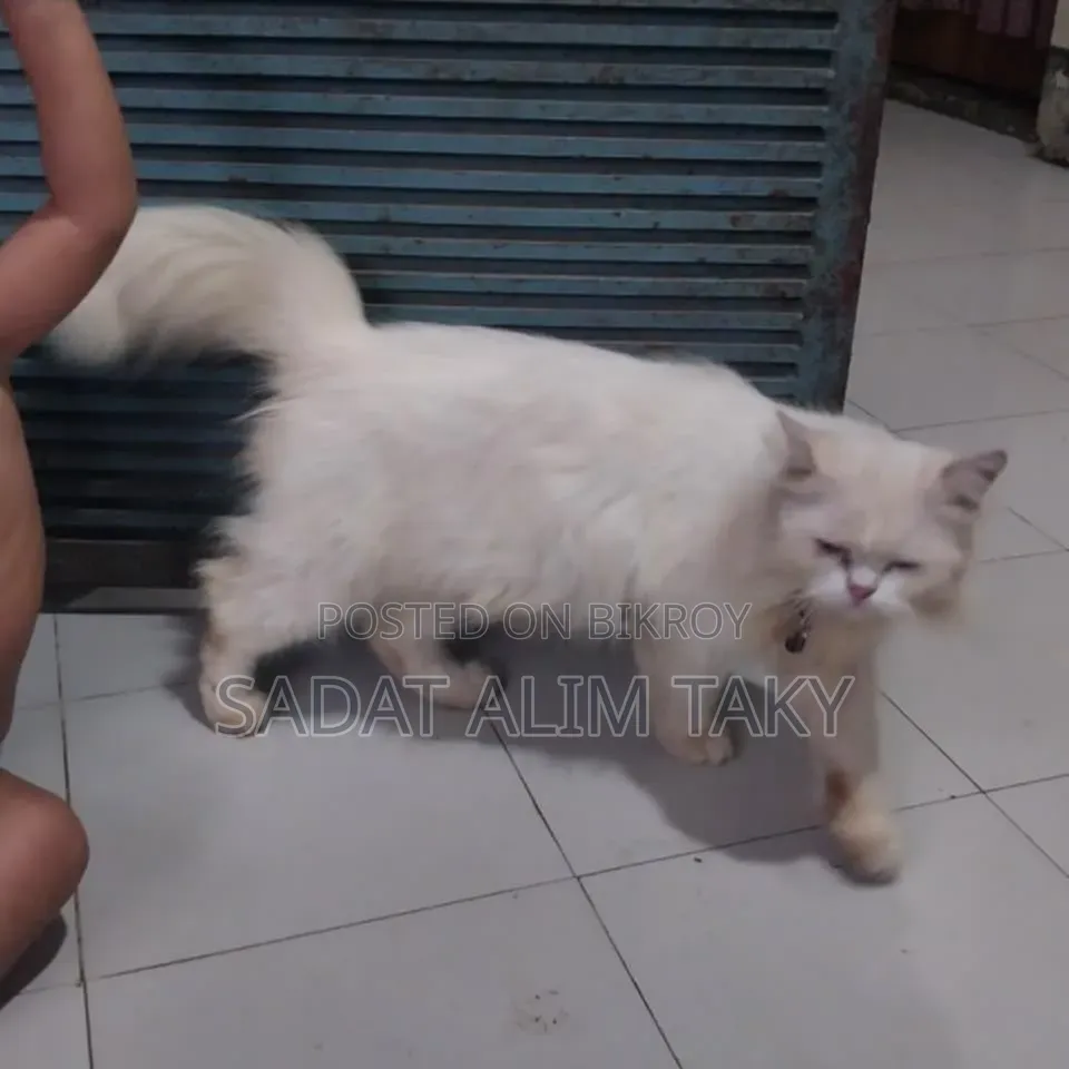 ১+ বছরের স্ত্রী বিশুদ্ধ পার্সিয়ান বিড়াল