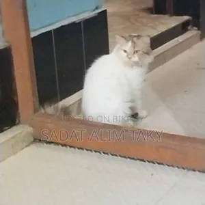 ১+ বছরের স্ত্রী বিশুদ্ধ পার্সিয়ান বিড়াল