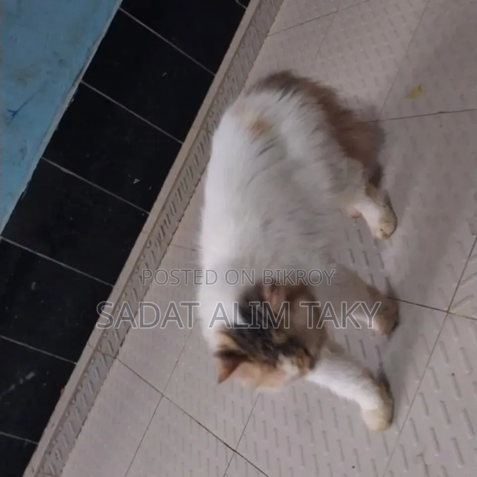 ১+ বছরের স্ত্রী বিশুদ্ধ পার্সিয়ান বিড়াল