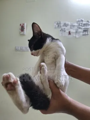 ১-৩ মাসের স্ত্রী মিক্সড ব্রিড বিড়াল