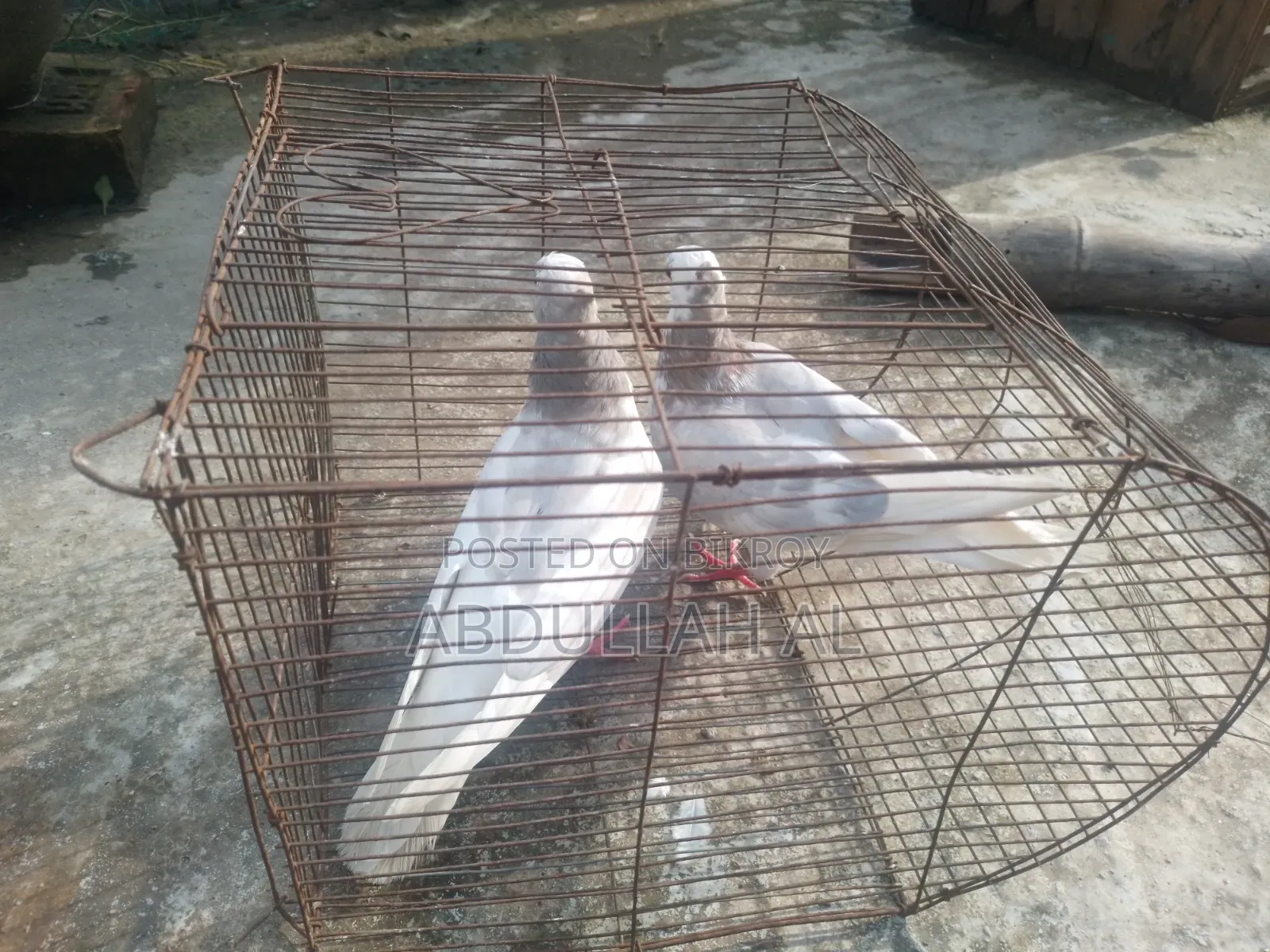 Pigeons for sale