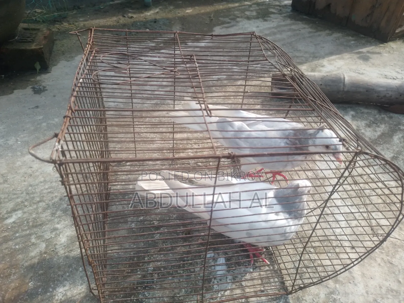 Pigeons for sale