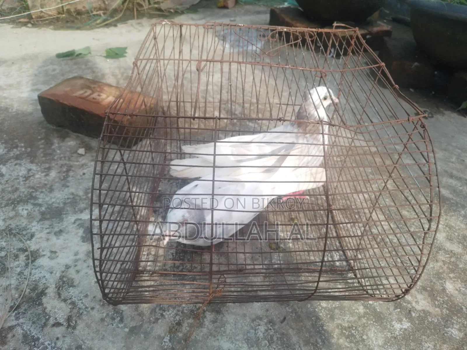 Pigeons for sale