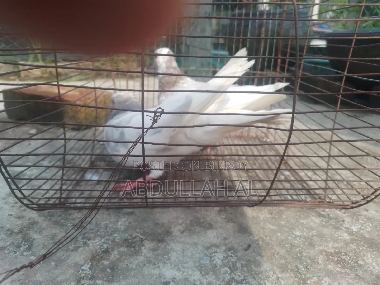 Pigeons for sale
