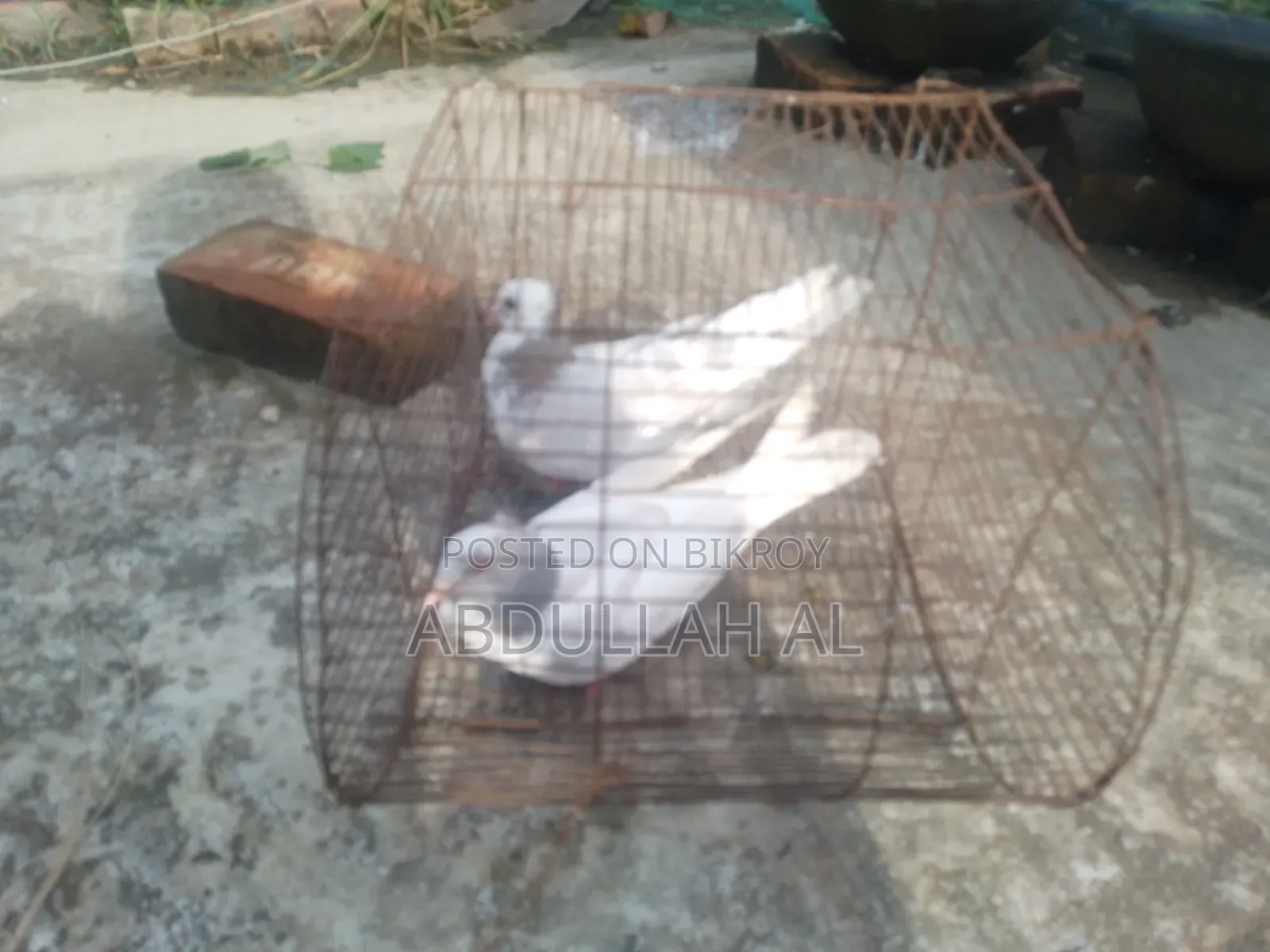 Pigeons for sale