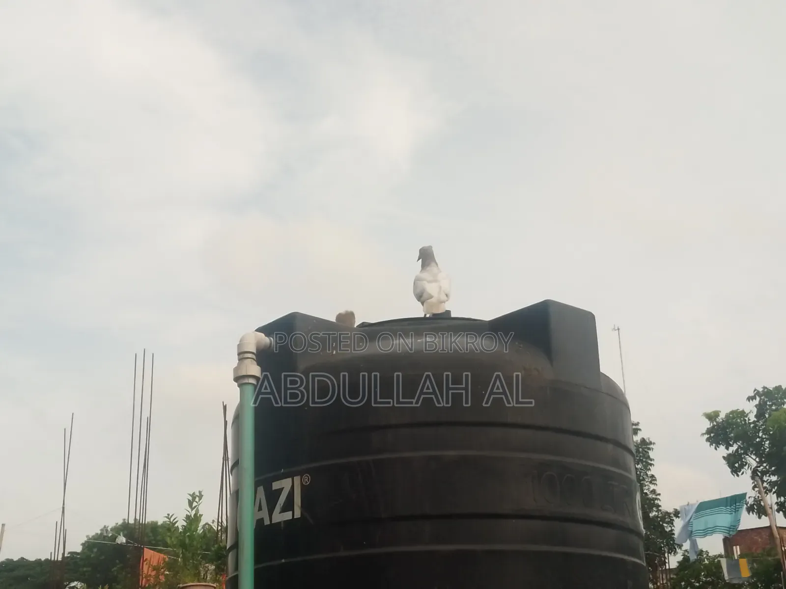 Pigeons for sale