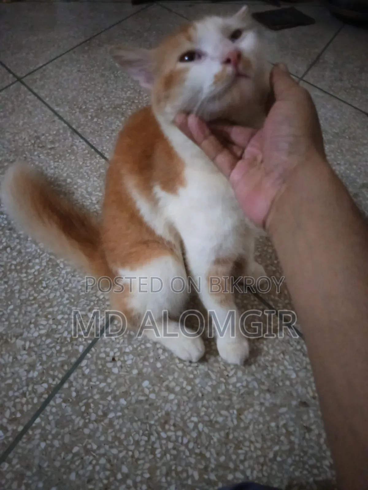 1+ Year Male Mixed Breed Persian