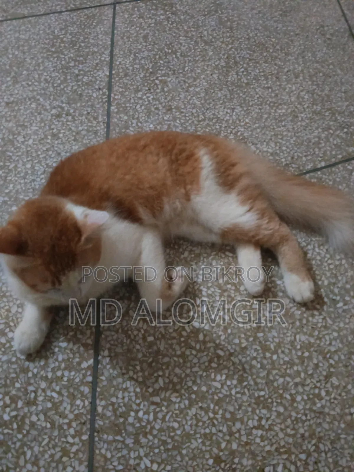 1+ Year Male Mixed Breed Persian