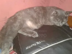 3-6 Months Female Purebred British Shorthair