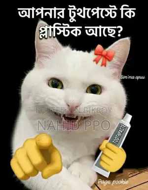৩-৬ মাসের ফিমেল পিওরব্রেড ব্রিটিশ শর্টহেয়ার