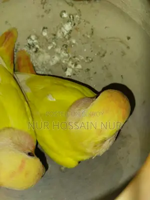 লাভবার্ড পাখি বিক্রি
