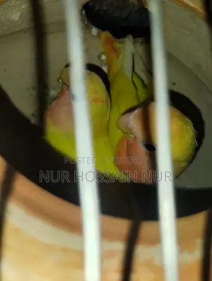 লাভবার্ড পাখি বিক্রি