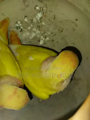 লাভবার্ড পাখি বিক্রি