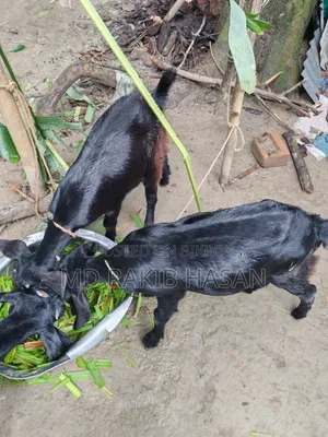 Desi Goat Kids