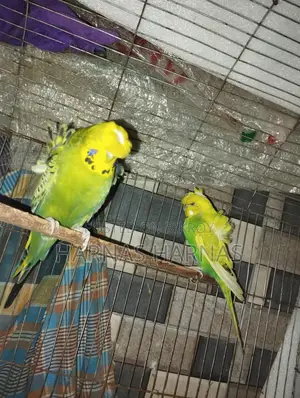 পাখি Item Bird