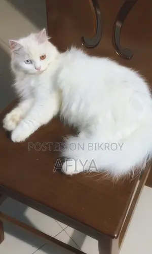 ১+ বছরের মহিলা পিওরব্রেড পার্সিয়ান