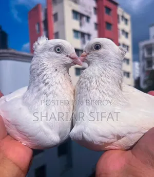 চুইনা চুইতাল রানিং জোড়া