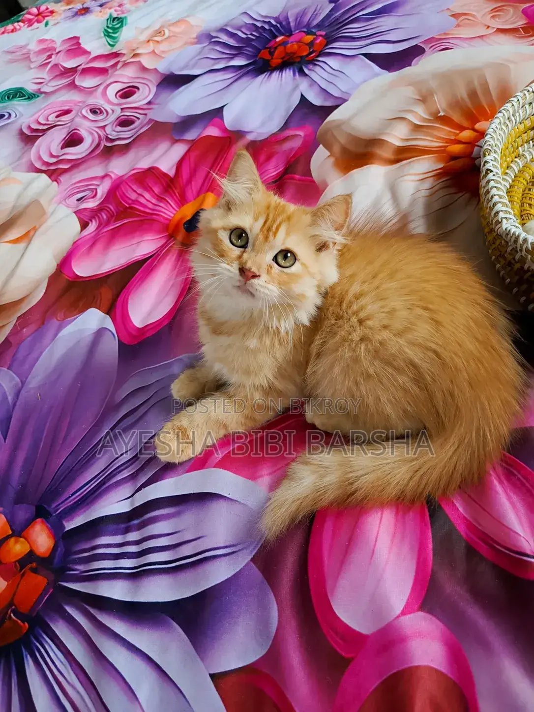1-3 Months Female Purebred Persian