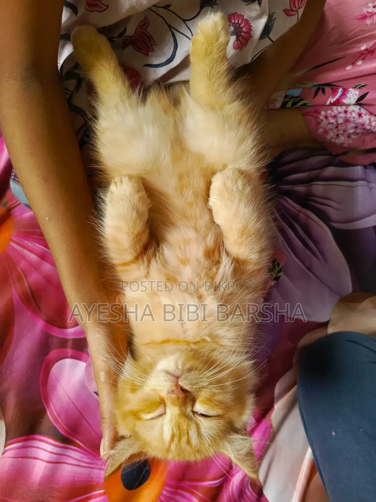 1-3 Months Female Purebred Persian