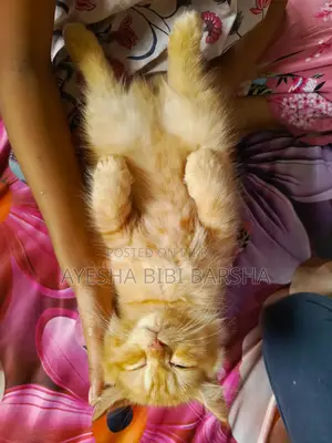 1-3 Months Female Purebred Persian