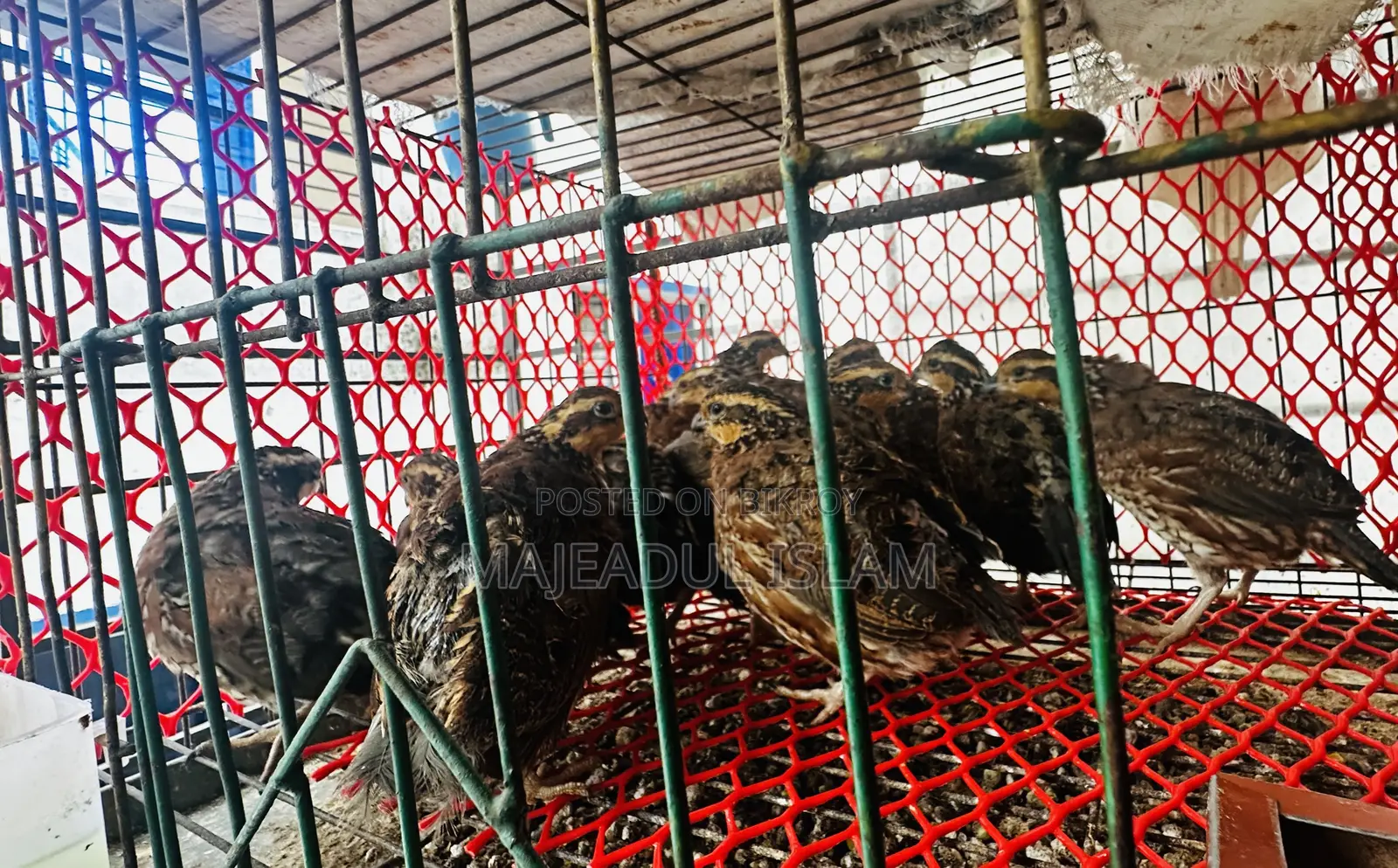 সুস্থ ও প্রাপ্তবয়স্ক ববহোয়াইট কোয়েল পাখি বিক্রয়ের জন্য – ব্রিডিং কোয়ালিটি