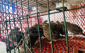 সুস্থ ও প্রাপ্তবয়স্ক ববহোয়াইট কোয়েল পাখি বিক্রয়ের জন্য – ব্রিডিং কোয়ালিটি
