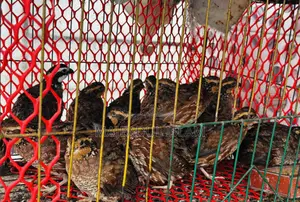 Healthy Adult Bobwhite Quails for Sale – Breeding Quality
