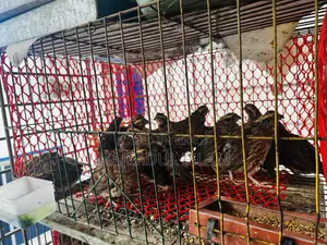 সুস্থ ও প্রাপ্তবয়স্ক ববহোয়াইট কোয়েল পাখি বিক্রয়ের জন্য – ব্রিডিং কোয়ালিটি
