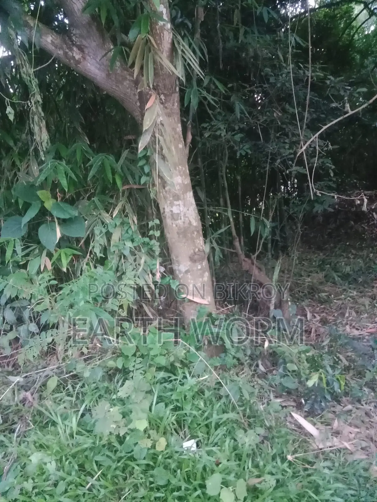 আর্জেন্ট জমি বিক্রি