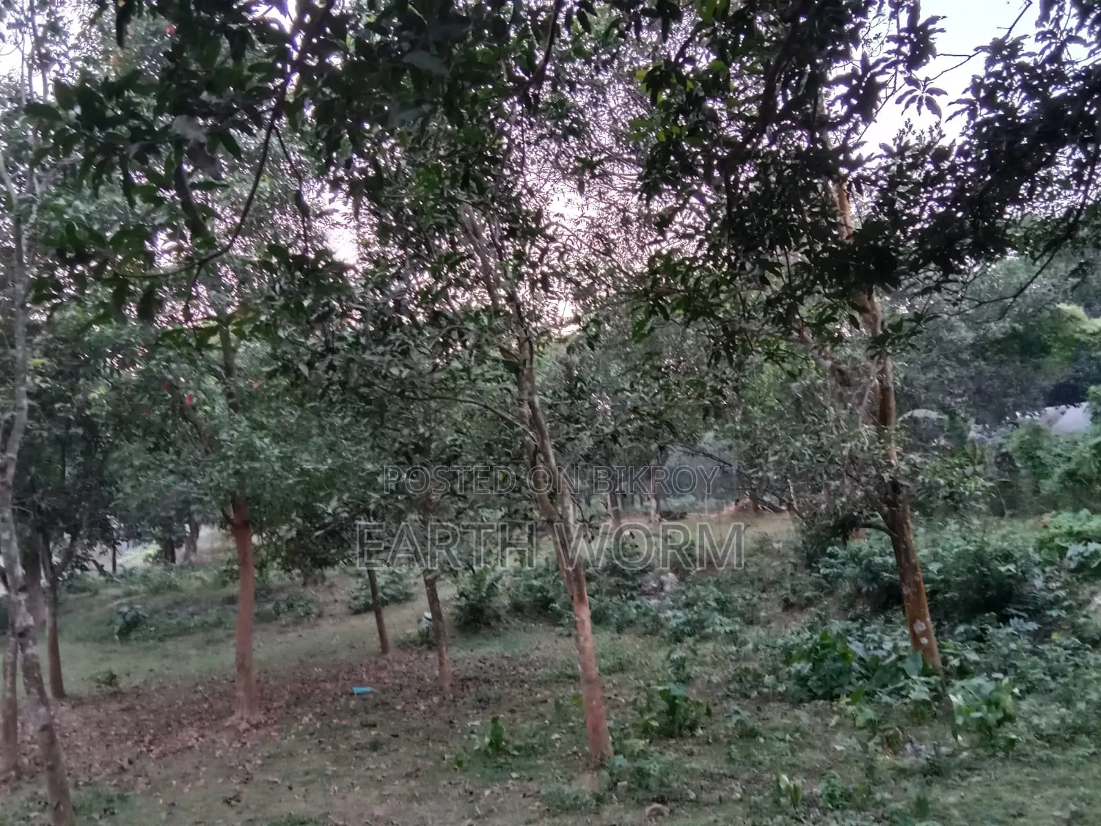 আর্জেন্ট জমি বিক্রি