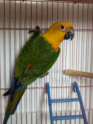 জেনডায় কনুর