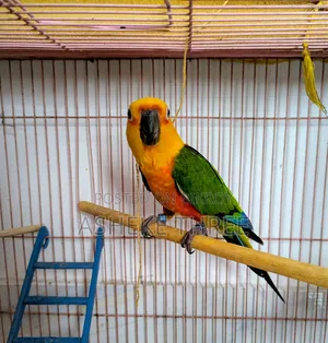 জেনডায় কনুর