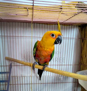 জেনডায় কনুর