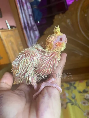 ককাটেল বেবি