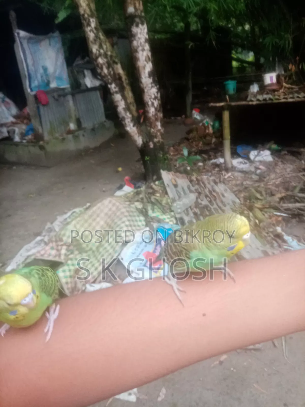 Budgerigars Birds